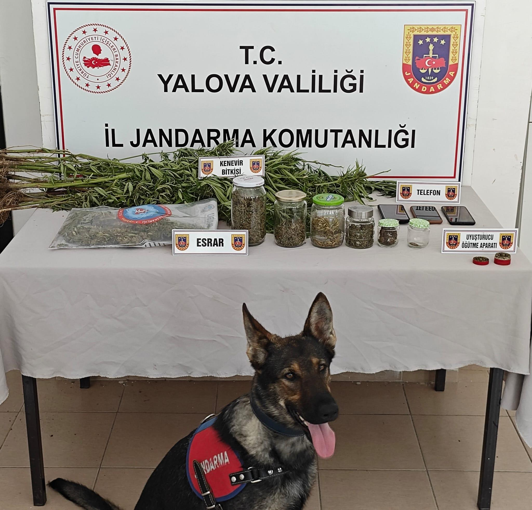 YALOVA'DA JANDARMADAN UYUŞTURUCU OPERASYONU: 3 ŞÜPHELİ GÖZALTINA ALINDI