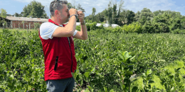 COĞRAFİ İŞARETLİ YALOVA ARONYASI HASATA HAZIRLANIYOR