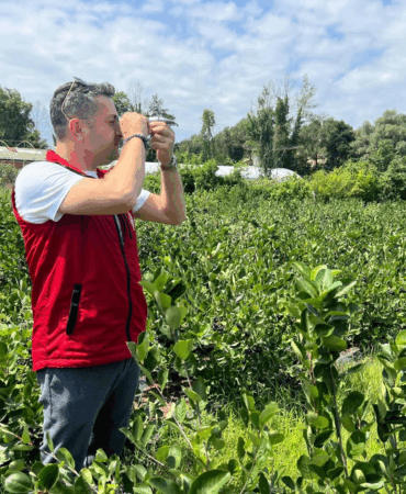 COĞRAFİ İŞARETLİ YALOVA ARONYASI HASATA HAZIRLANIYOR