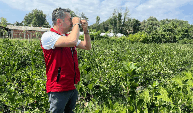 COĞRAFİ İŞARETLİ YALOVA ARONYASI HASATA HAZIRLANIYOR