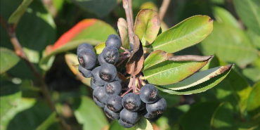 Türkiye’nin İlk Kadın Aronya Kooperatifinden 2025 Sezonu Öncesi Fiyat Bildirisi