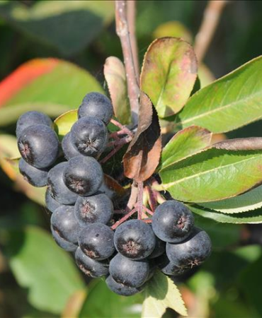 Türkiye’nin İlk Kadın Aronya Kooperatifinden 2025 Sezonu Öncesi Fiyat Bildirisi