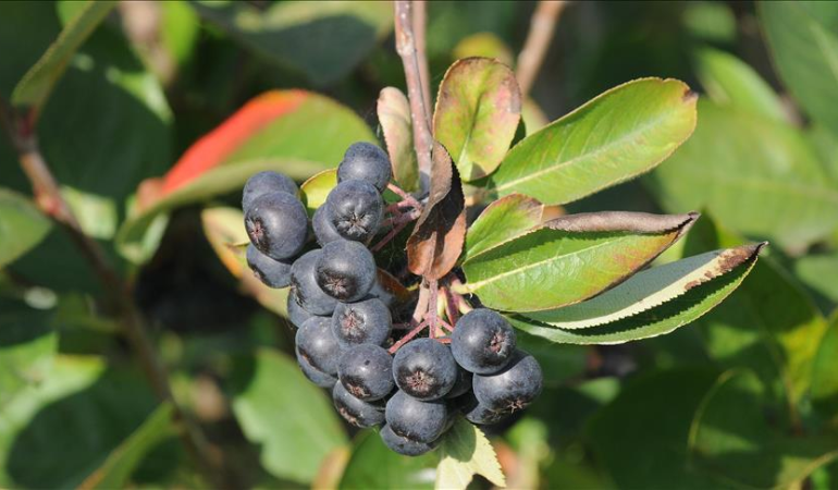Türkiye’nin İlk Kadın Aronya Kooperatifinden 2025 Sezonu Öncesi Fiyat Bildirisi