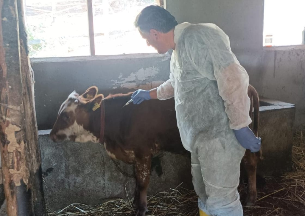 ŞAP HASTALIĞINA KARŞI 13 BİN BÜYÜKBAŞ HAYVAN AŞILANIYOR