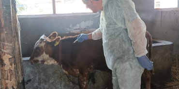 ŞAP HASTALIĞINA KARŞI 13 BİN BÜYÜKBAŞ HAYVAN AŞILANIYOR