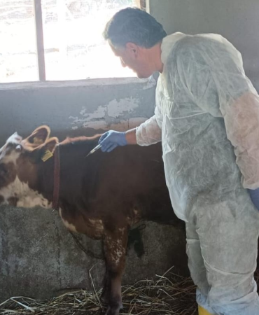 ŞAP HASTALIĞINA KARŞI 13 BİN BÜYÜKBAŞ HAYVAN AŞILANIYOR