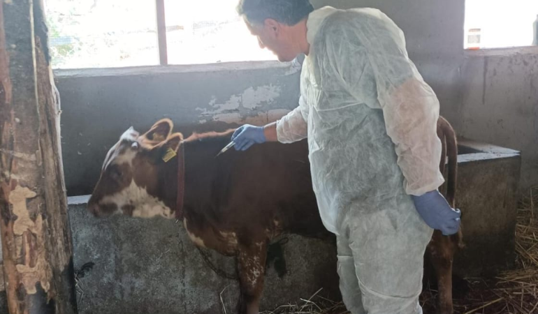 ŞAP HASTALIĞINA KARŞI 13 BİN BÜYÜKBAŞ HAYVAN AŞILANIYOR