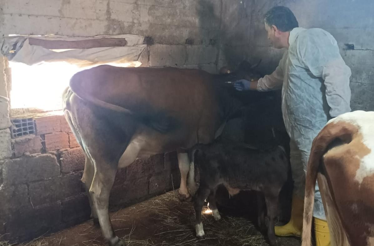 ŞAP HASTALIĞINA KARŞI 13 BİN BÜYÜKBAŞ HAYVAN AŞILANIYOR