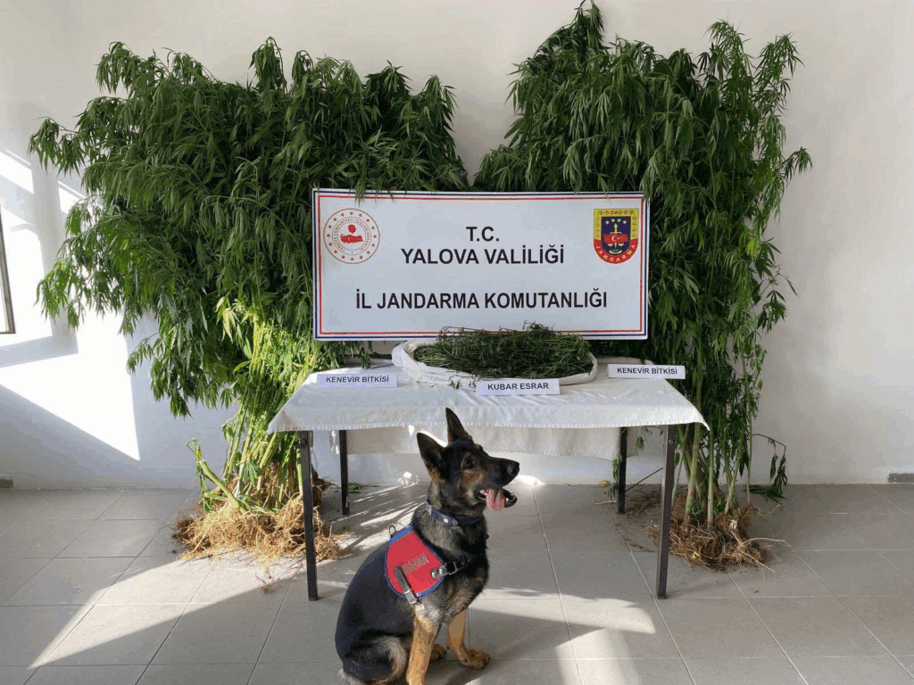 YALOVA’DA ORMANLIK ALANDA KENEVİR EKEN ŞÜPHELİ TUTUKLANDI