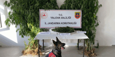 YALOVA’DA ORMANLIK ALANDA KENEVİR EKEN ŞÜPHELİ TUTUKLANDI