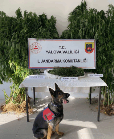 YALOVA’DA ORMANLIK ALANDA KENEVİR EKEN ŞÜPHELİ TUTUKLANDI