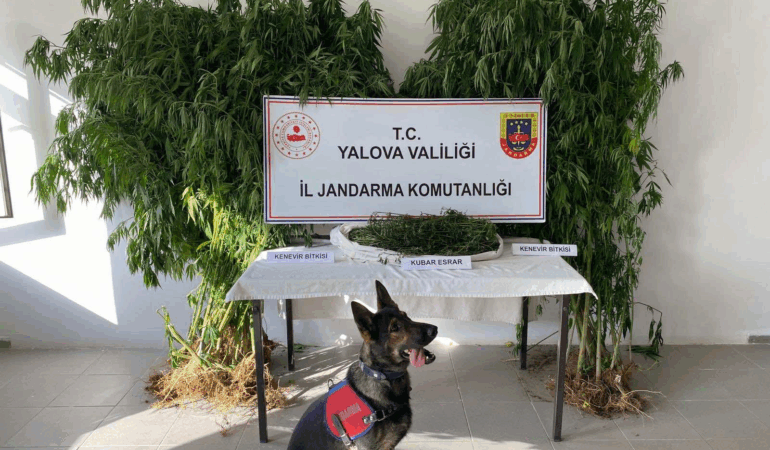 YALOVA’DA ORMANLIK ALANDA KENEVİR EKEN ŞÜPHELİ TUTUKLANDI