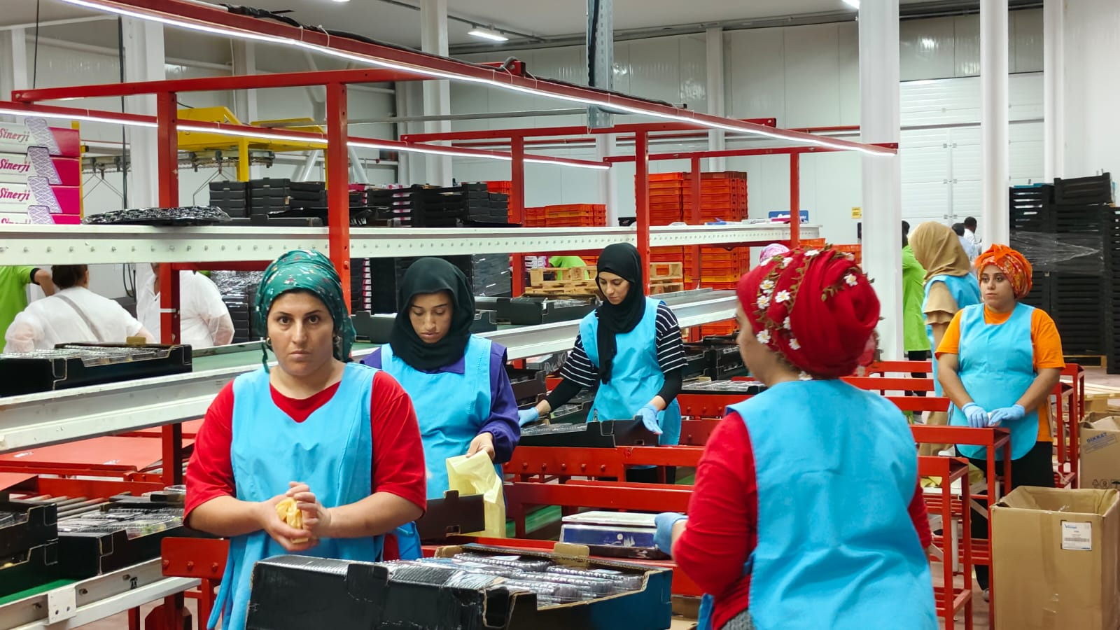 Bursa’dan Dünya Sofralarına: Sinerji Lojistik ve Gıda, İncir İhracatında Örnek Başarı