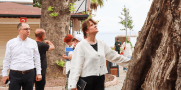 YALOVA’DA ANIT AĞAÇLAR KORUMA ALTINDA