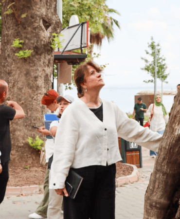 YALOVA’DA ANIT AĞAÇLAR KORUMA ALTINDA