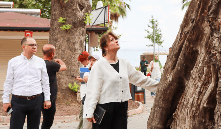 YALOVA’DA ANIT AĞAÇLAR KORUMA ALTINDA