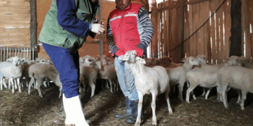 2025 Yılı Buzağı ve Kuzu Destekleme Başvuruları Başlıyor