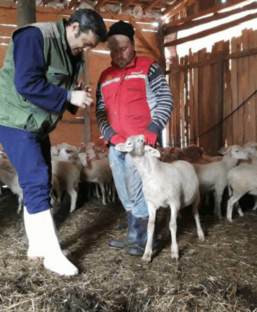 2025 Yılı Buzağı ve Kuzu Destekleme Başvuruları Başlıyor