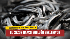 Bu Sezon Hamsi Bolluğu Bekleniyor