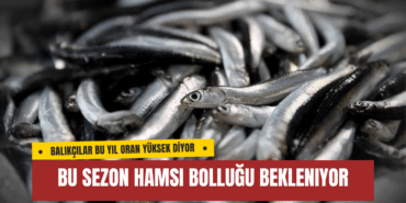 Bu Sezon Hamsi Bolluğu Bekleniyor
