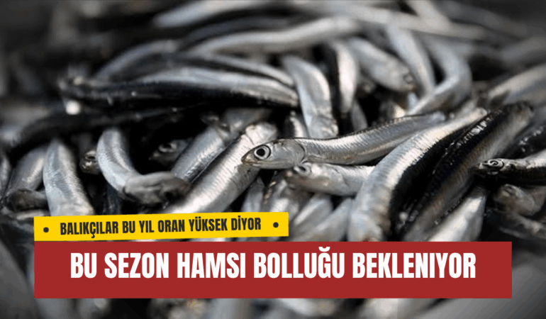 Bu Sezon Hamsi Bolluğu Bekleniyor