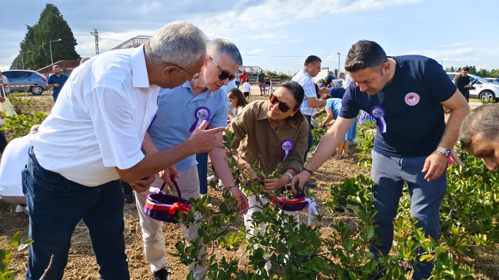Yalova Valisi Dr. Hülya Kaya Aronya ve Üzüm Hasadına Katıldı
