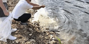 Yalova’daki Göletlere 180 Bin Yavru Sazan Balığı Bırakıldı