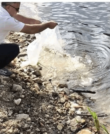 Yalova’daki Göletlere 180 Bin Yavru Sazan Balığı Bırakıldı