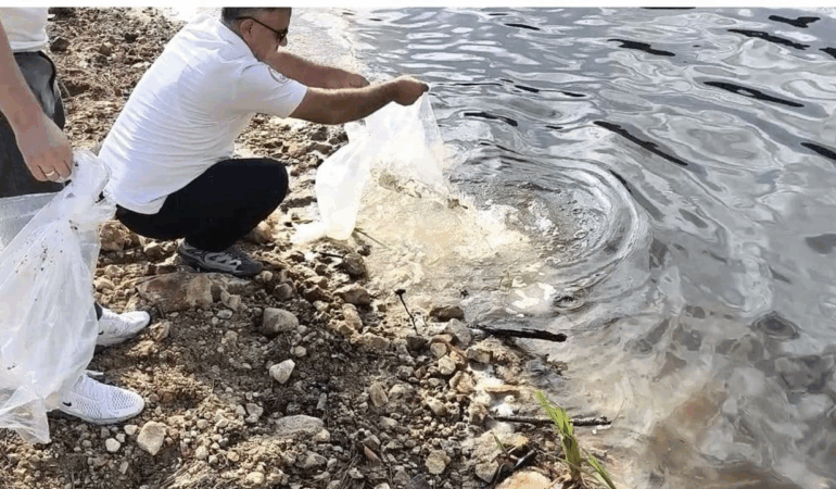 Yalova’daki Göletlere 180 Bin Yavru Sazan Balığı Bırakıldı