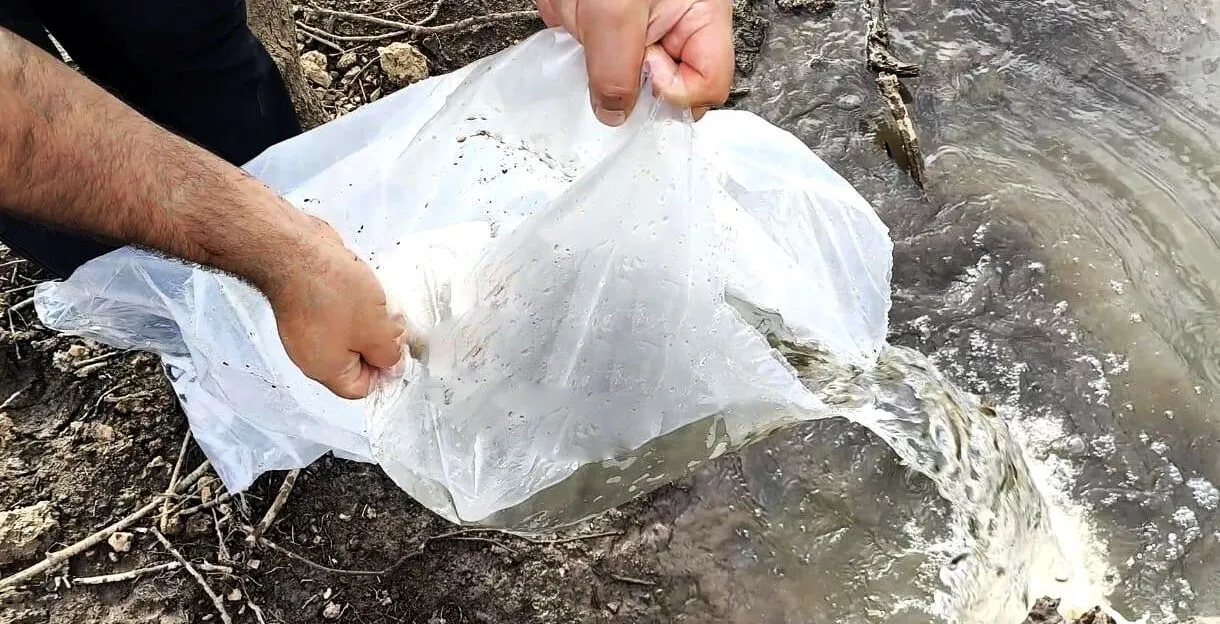 Yalova’daki Göletlere 180 Bin Yavru Sazan Balığı Bırakıldı