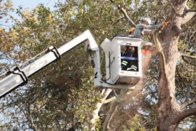 TARİHİ ANIT AĞAÇLAR İÇİN BAKIM VE BUDAMA ÇALIŞMASI BAŞLATILDI