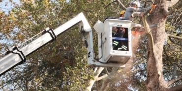TARİHİ ANIT AĞAÇLAR İÇİN BAKIM VE BUDAMA ÇALIŞMASI BAŞLATILDI