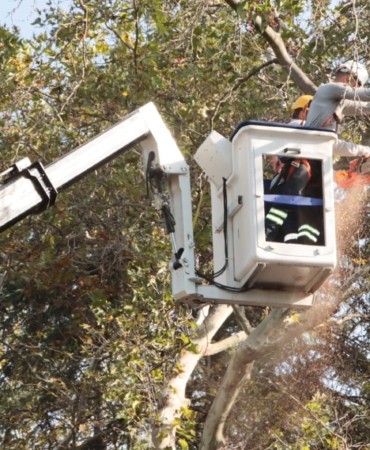 TARİHİ ANIT AĞAÇLAR İÇİN BAKIM VE BUDAMA ÇALIŞMASI BAŞLATILDI