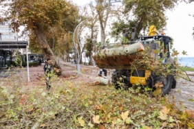 TARİHİ ANIT AĞAÇLARIN BAKIM VE BUDAMA ÇALIŞMALARI DEVAM EDİYOR