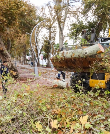 TARİHİ ANIT AĞAÇLARIN BAKIM VE BUDAMA ÇALIŞMALARI DEVAM EDİYOR