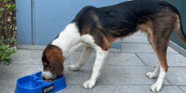 “Sevgimiz, Enerjimiz Sizinle” Projesi Sokak Hayvanlarına Umut Olmaya Devam Ediyor