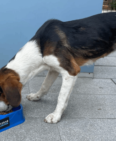 “Sevgimiz, Enerjimiz Sizinle” Projesi Sokak Hayvanlarına Umut Olmaya Devam Ediyor