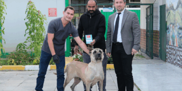 ÇİFTLİKKÖY VETERİNERLERİ ŞİLA’YI HAYATA BAĞLADI