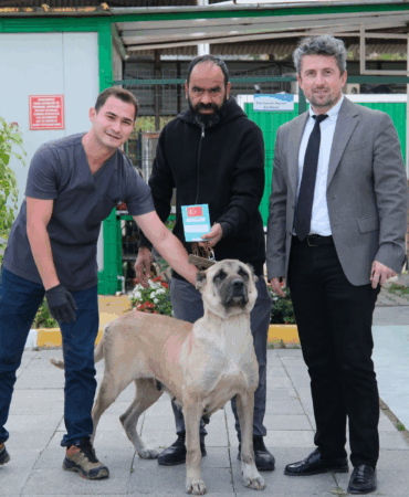 ÇİFTLİKKÖY VETERİNERLERİ ŞİLA’YI HAYATA BAĞLADI