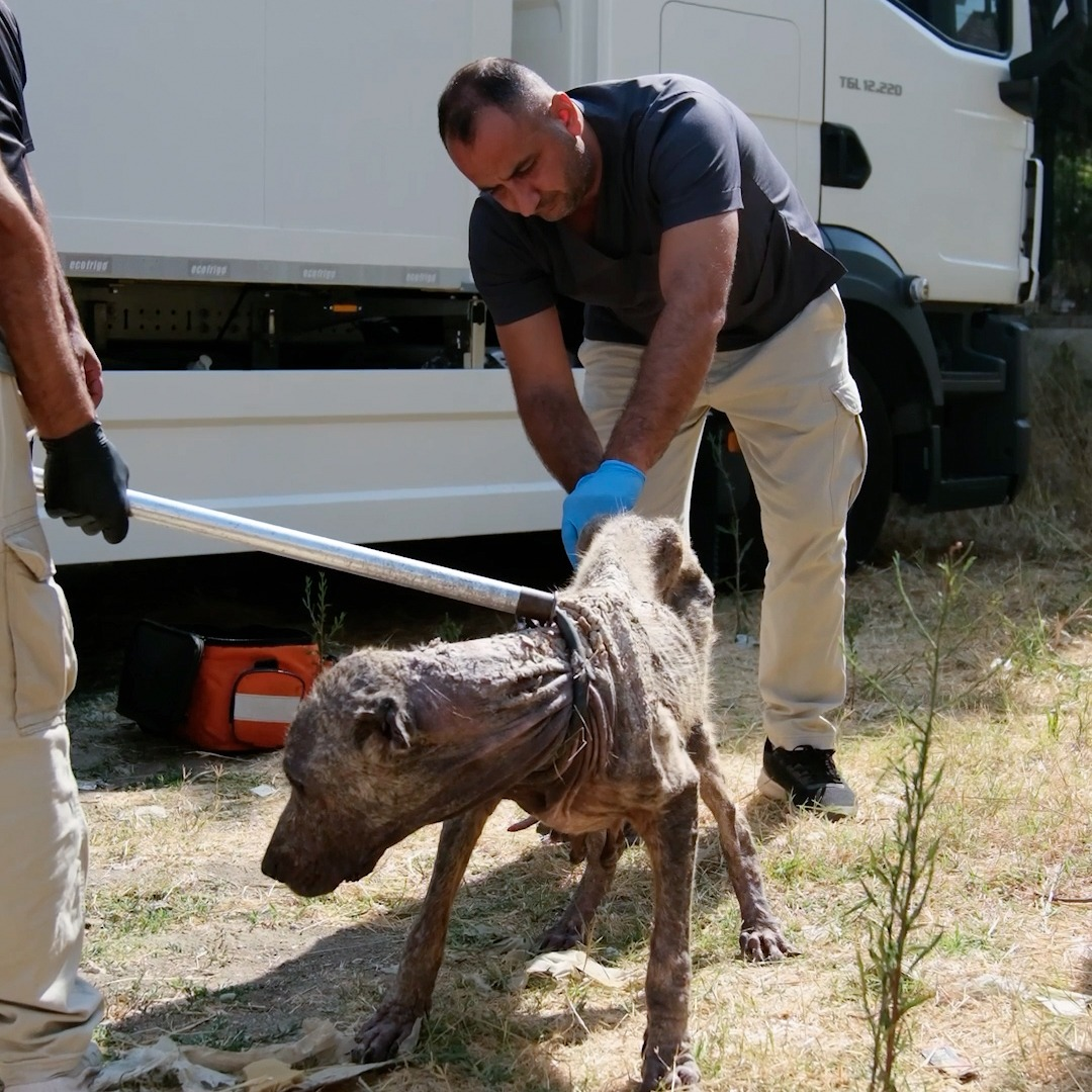 ÇİFTLİKKÖY VETERİNERLERİ ŞİLA’YI HAYATA BAĞLADI
