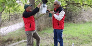 YALOVA’DA KAHVERENGİ KOKARCAYLA MÜCADELE SÜRÜYOR