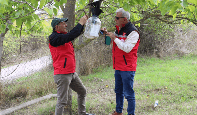 YALOVA’DA KAHVERENGİ KOKARCAYLA MÜCADELE SÜRÜYOR