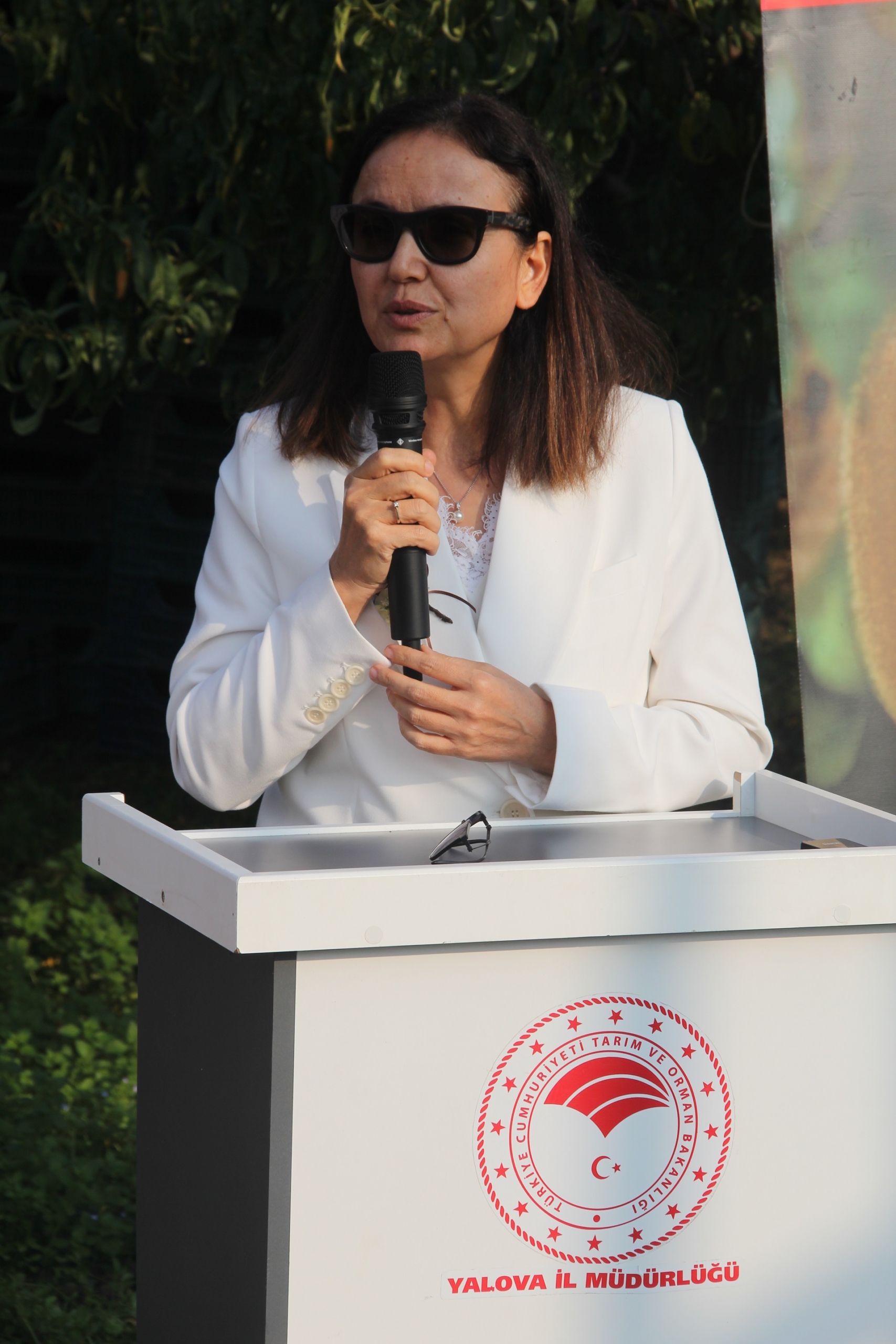 Yalova’da Coğrafi İşaretli Kivi Hasadı Coşkuyla Başladı