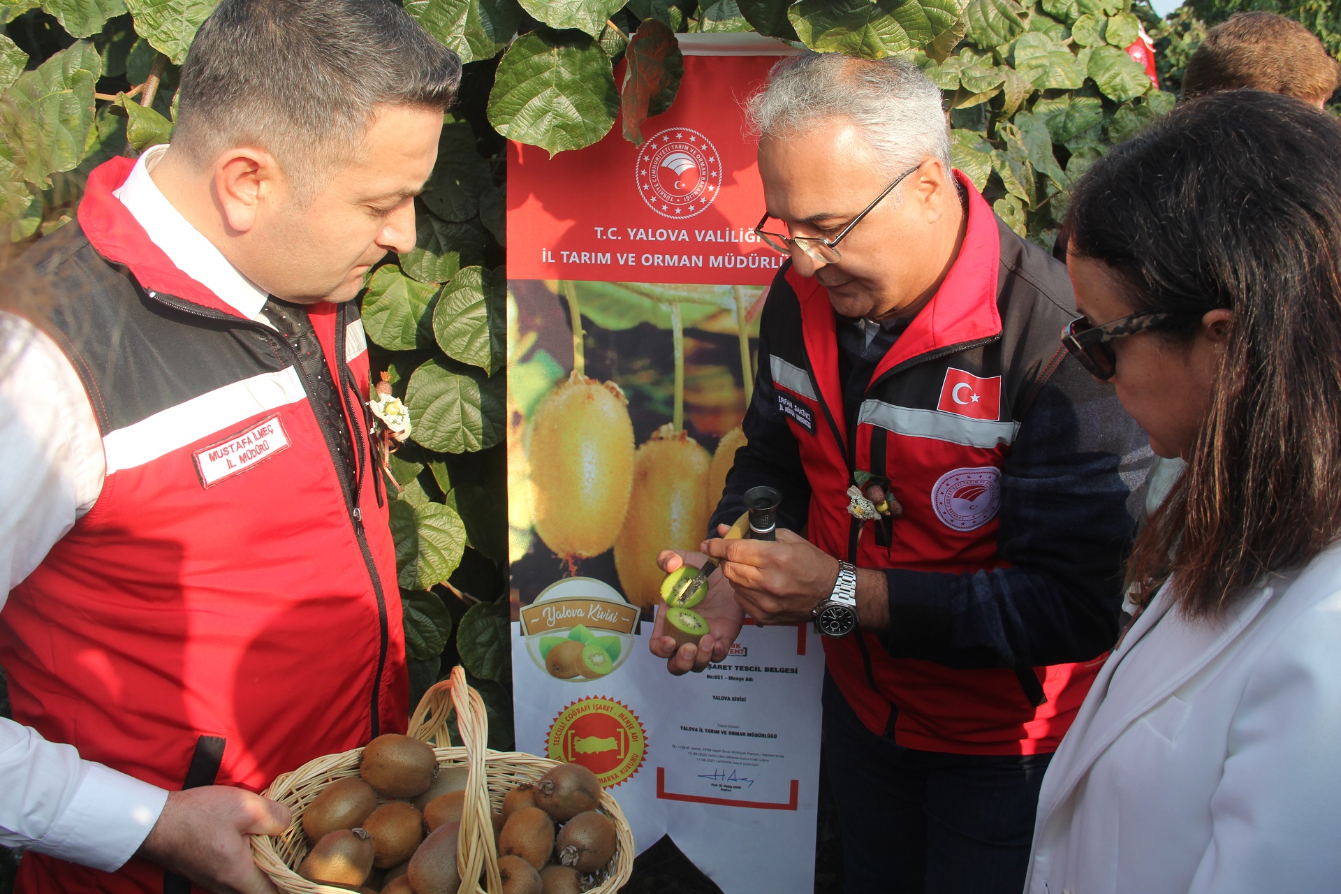 Yalova’da Coğrafi İşaretli Kivi Hasadı Coşkuyla Başladı
