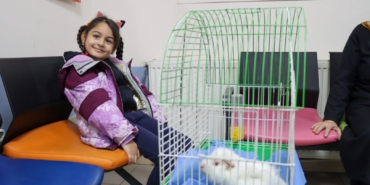 GİNEPİG KISA SÜREDE SAHİPLENDİRİLDİ