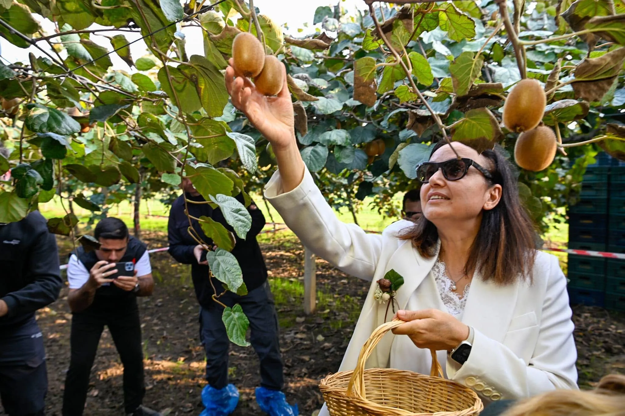 Yalova’da Kivi Hasadı Başladı: Bereketli Topraklarda Altın Gibi Parlayan Ürünler Dalından Sofralara Ulaşıyor