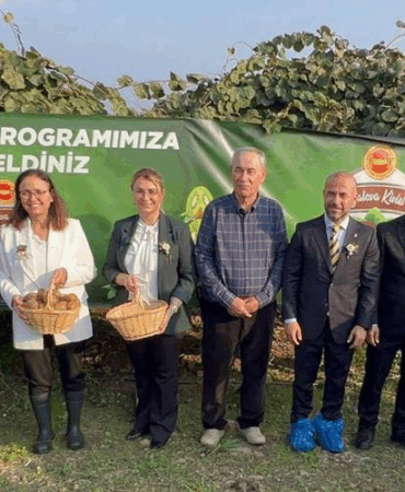 Yalova’da Coğrafi İşaretli Kivi Hasadı Coşkuyla Başladı