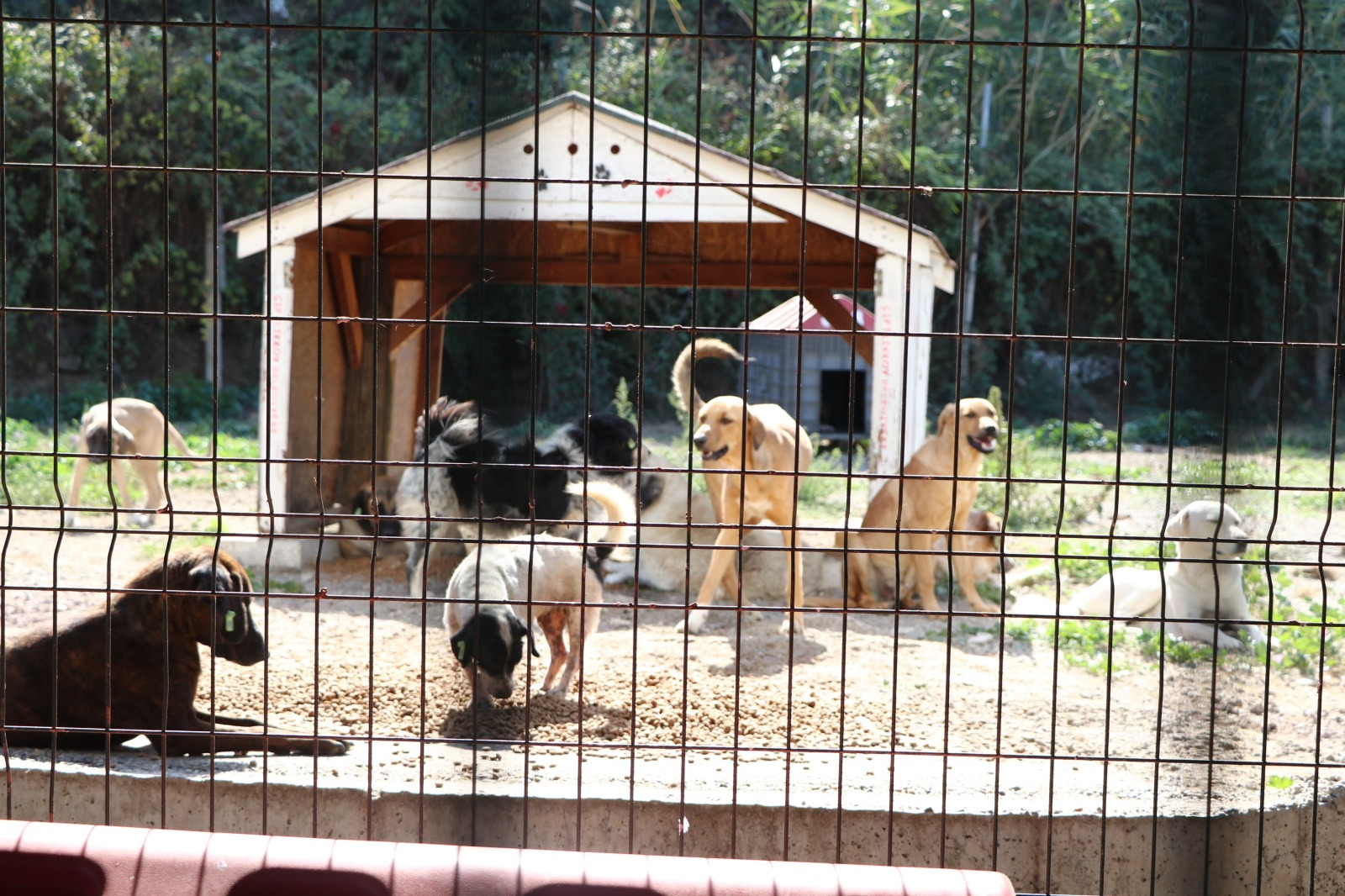 ÇİFTLİKKÖY BELEDİYESİ CAN DOSTLARA DESTEĞİNİ SÜRDÜRÜYOR