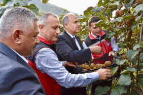 Vali Muammer Erol, Ordu’da Kivi Hasadına Katıldı: