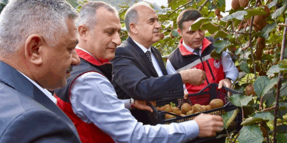 Vali Muammer Erol, Ordu’da Kivi Hasadına Katıldı:
